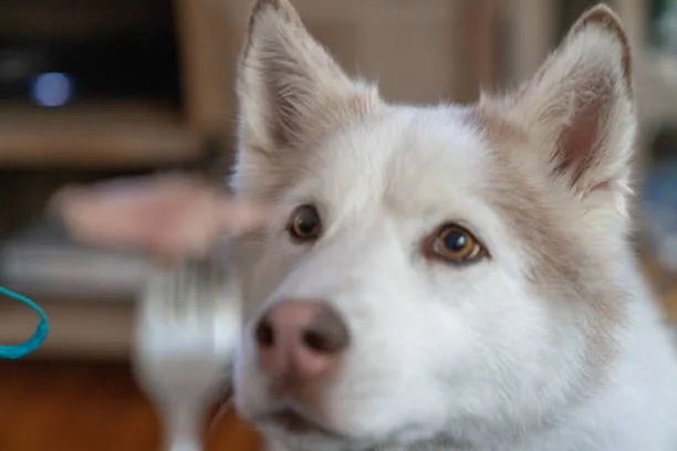 Why do huskies look angry Interpreting Husky Body Language
