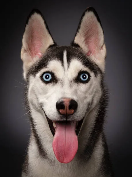 Why do huskies look angry Training and Behavior: Encouraging Pleasant Expressions