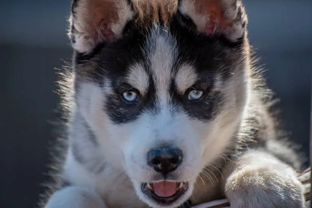 Why do huskies look angry Differentiating Aggression from Calmness in Huskies
