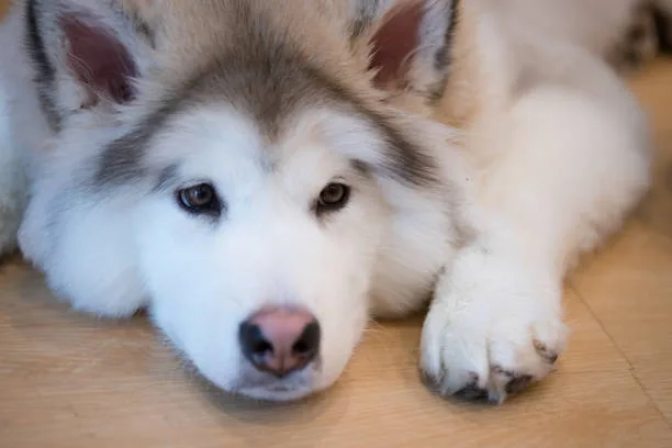Why do huskies look angry The Influence of Socialization on Husky Expressions