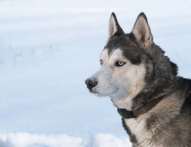 Why do huskies look angry Husky Healthcare and Behavioral Observations