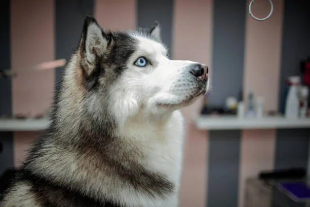 Why do huskies look angry Activating the Husky Mind: Enrichment and Exercise