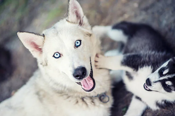 Why do huskies look angry Do Huskies Smile? Understanding Positive Expressions