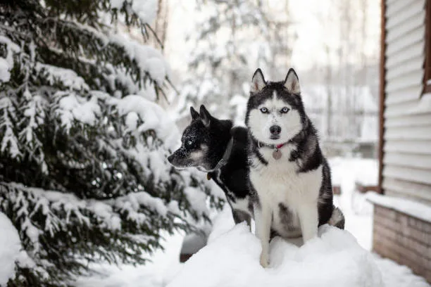 Why does my husky attack small dogs Mitigating Size-Related and Inter-Dog Aggression