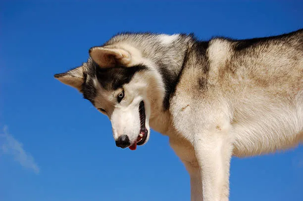 Why does my husky howl Deciphering Husky Vocal Expressions