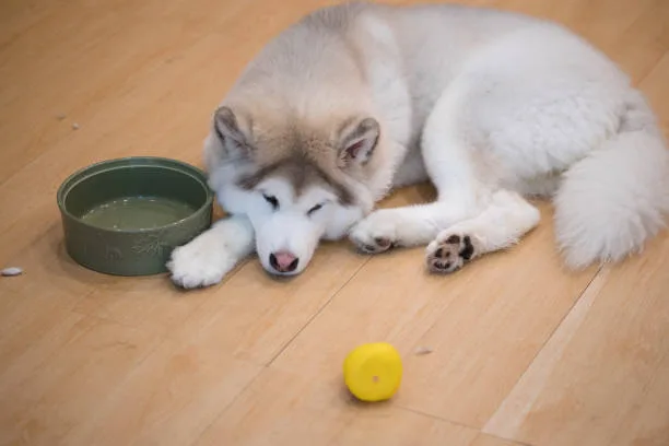 Why does my husky puppy cry so much Summary and Final Thoughts