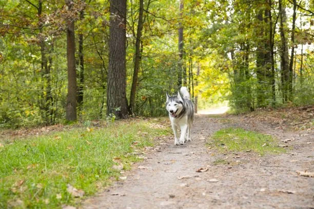 Why does my husky run away Conclusion: A Committed Approach to Husky Care