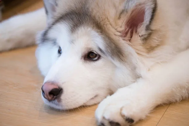 Why does my husky smell so bad Home Remedies and Odor Control