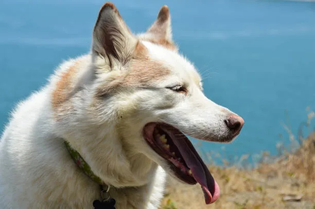 Why does my husky smell so bad Odor Control Strategies for Husky Owners
