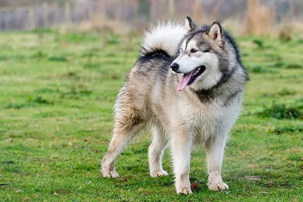 Why is my husky howling at night Conclusion: Ensuring Your Husky's Nighttime Well-being