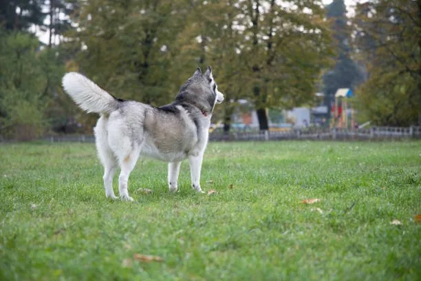 Why is my husky howling at night Physical Needs and Nighttime Discomfort