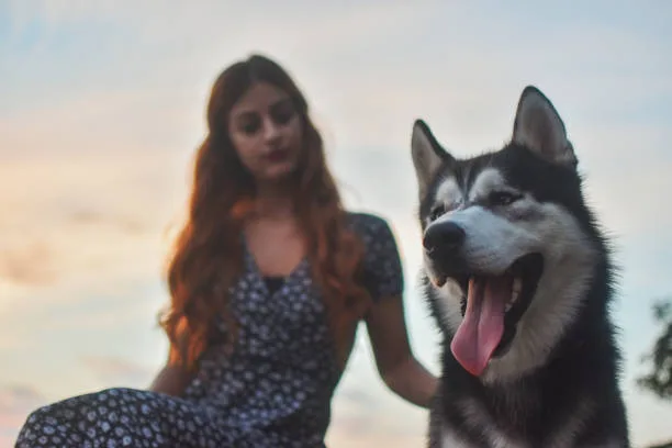 Why is my husky howling at night Importance of Canine Socialization and Owner-Dog Bonding