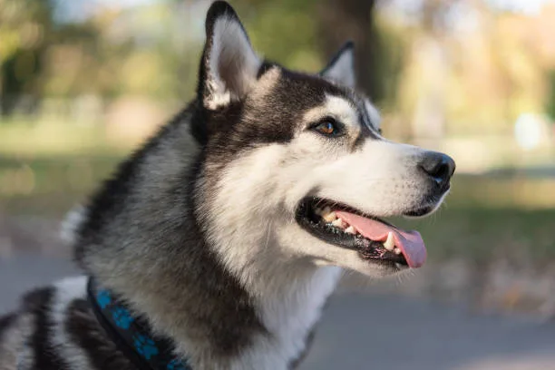 Will neutering a husky calm it down The Relationship between Sterilization and Husky Behavior
