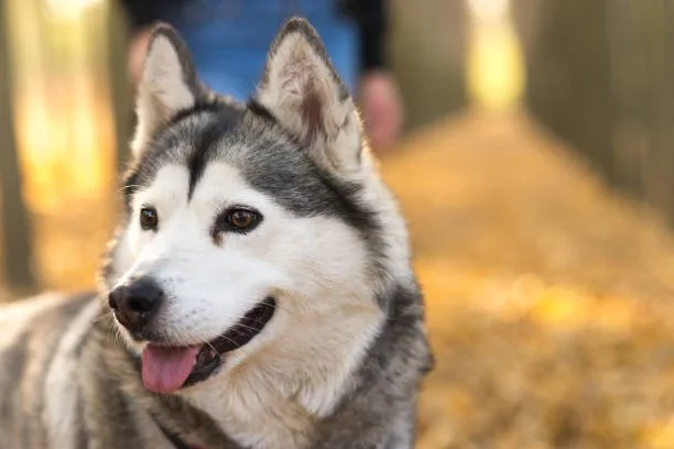 Will neutering a husky calm it down When to Neuter Your Husky