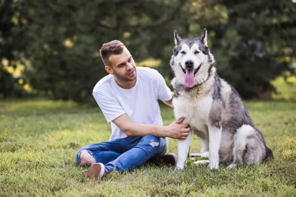 Will neutering a husky calm it down Considering the Pros and Cons