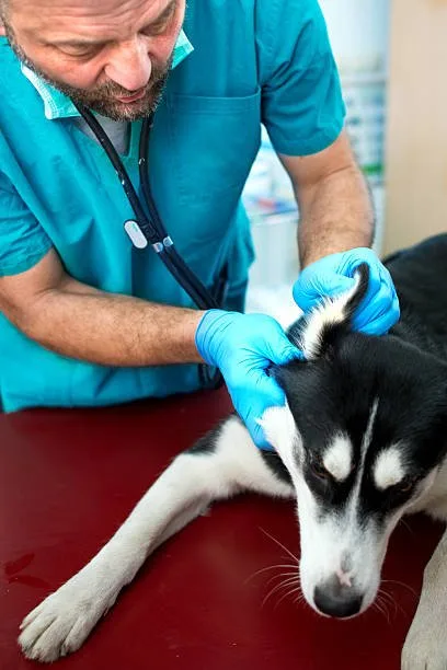 Winter Grooming and Care for Husky Newcomers Exercise and Mental Stimulation in Winter