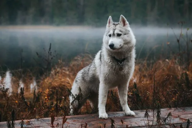 Winter Grooming and Care for Husky Newcomers Optimizing Husky Coat Health in Winter